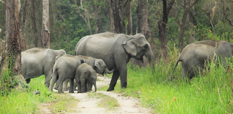 Elephant family walking through Manas National Park