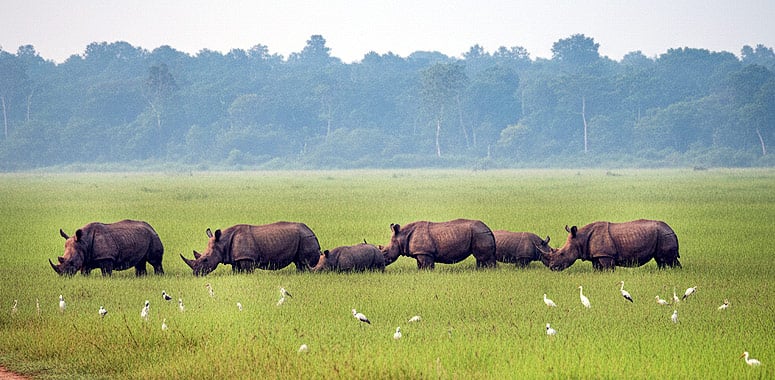 Herd of rhinos grazing grassland at Pobitora
