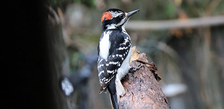 Woodpecker perched on tree, Tezpur