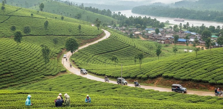 Tea gardens near Tinsukia