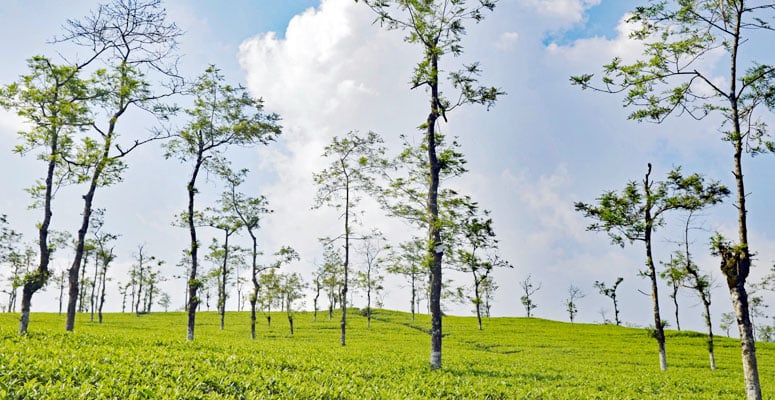 Vagamon