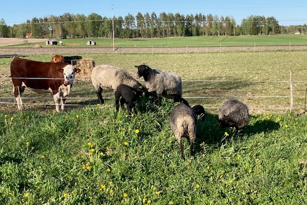 Rya Gårdsprodukter 6