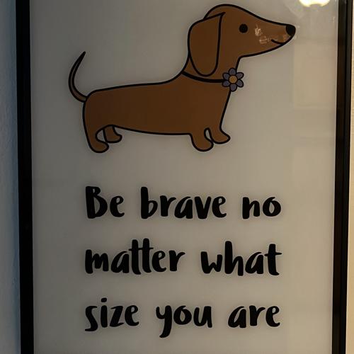 Pet lovers Broward