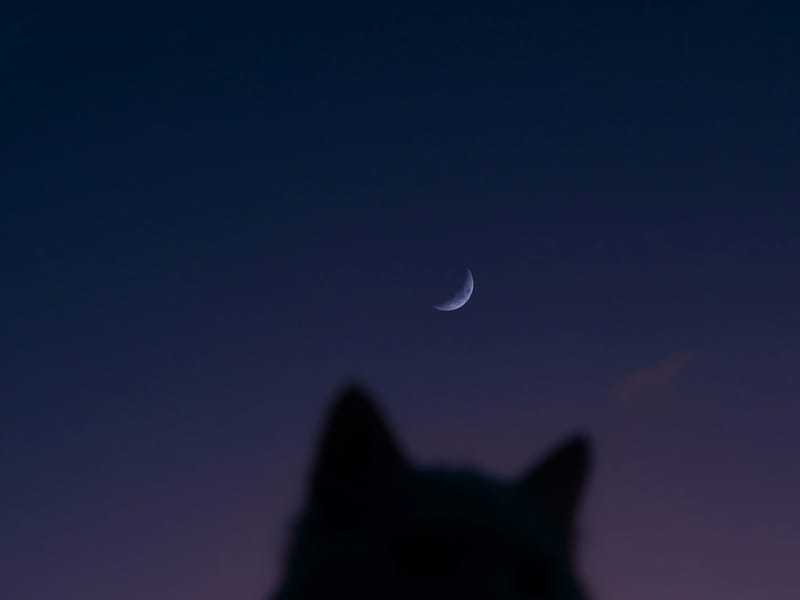 Illustrative image: a cat's silhouette under a crescent moon at dusk