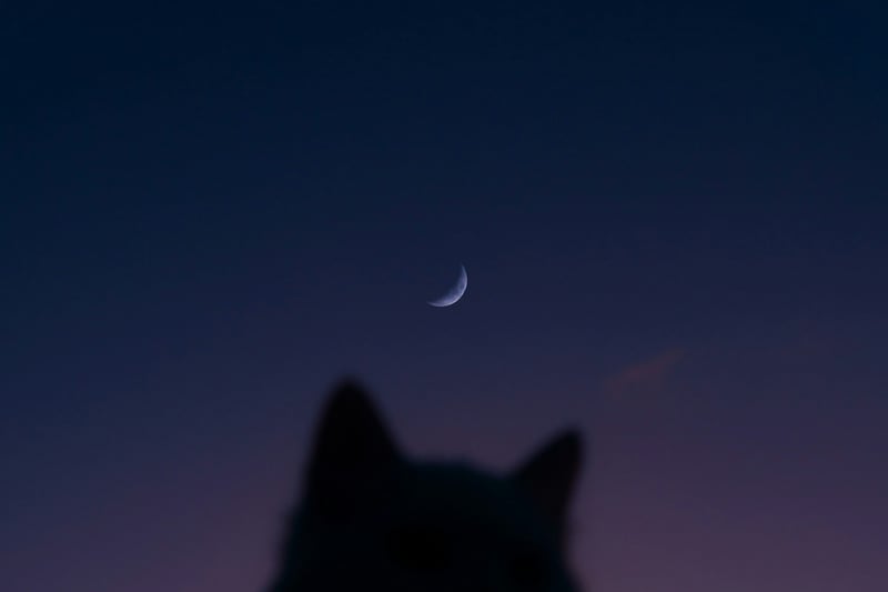 Illustrative image: a cat's silhouette under a crescent moon at dusk