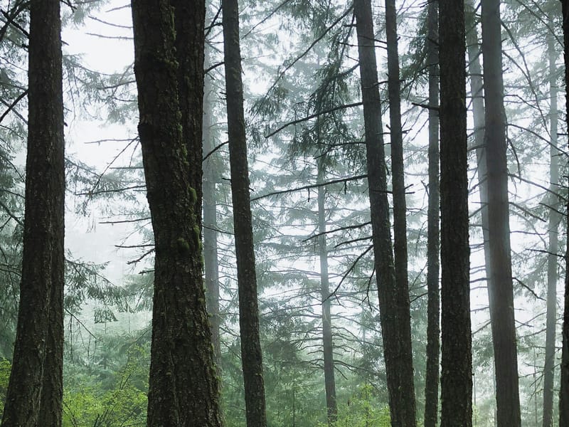 Illustrative image: a misty forest of tall pines