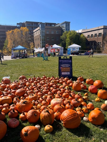 Pumpkin patch at Fangtastic Festival, Festival Park
