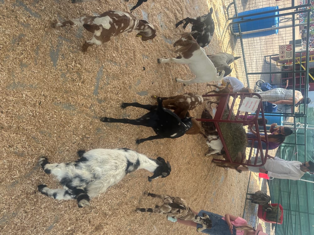 Kids and goats at the petting zoo at the Douglas County Fair & Rodeo in Castle Rock