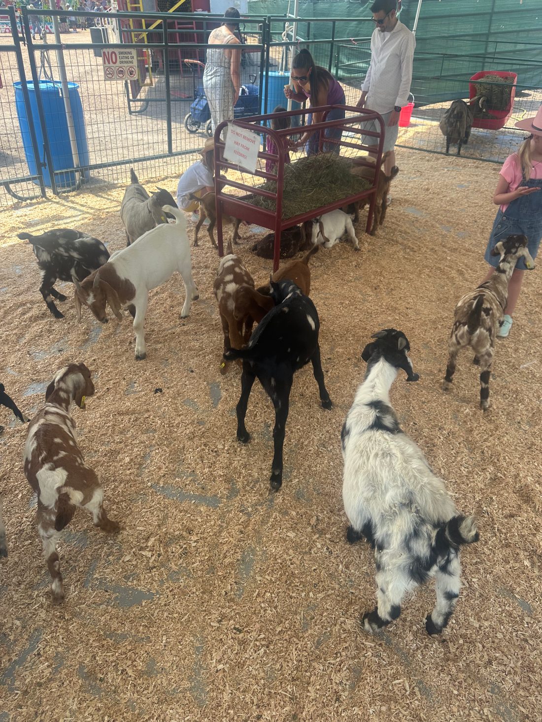 Kids and goats at the petting zoo at the Douglas County Fair & Rodeo in Castle Rock