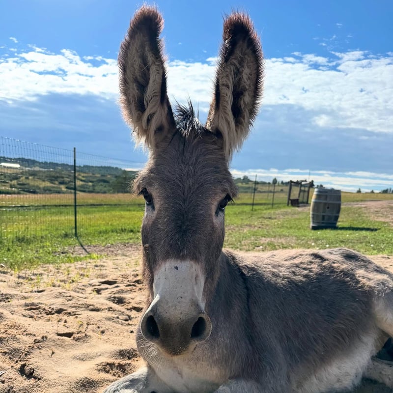 One of KB Ranch's mini donkeys, known as beer burros