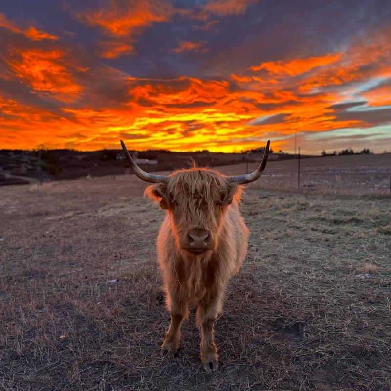 A Highland cow on the working ranch at KB Ranch in Castle Rock