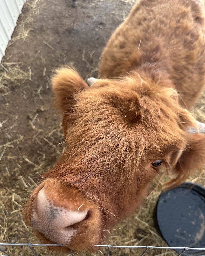 A Highland calf at the fence on the ranch