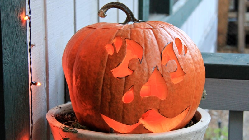 Newlin Meadows Fall Festival event graphic