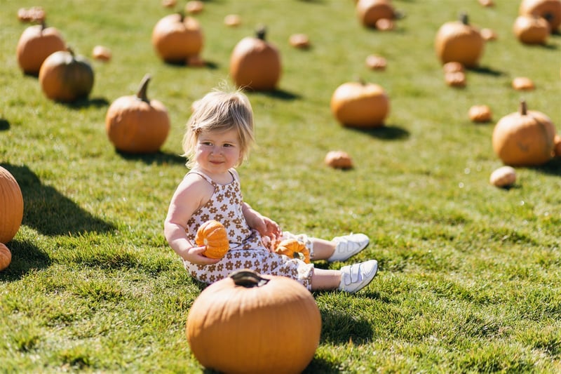 A toddler sits in the pumpkin patch at the Fall Festival at The Canyons in Castle Pines, Colorado