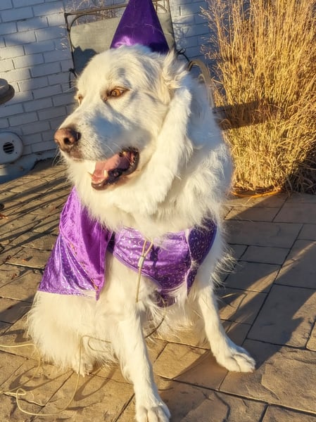 Pawloween Doggie Costume Contest at Lone Tree Brewing Parker at Lone Tree Brewing Company - Parker