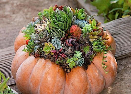 Pumpkin - Succulent Fall Centerpiece DIY Class at Pine Lane Nursery