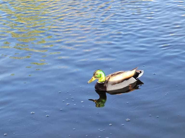 Interior view of The Duck Pond