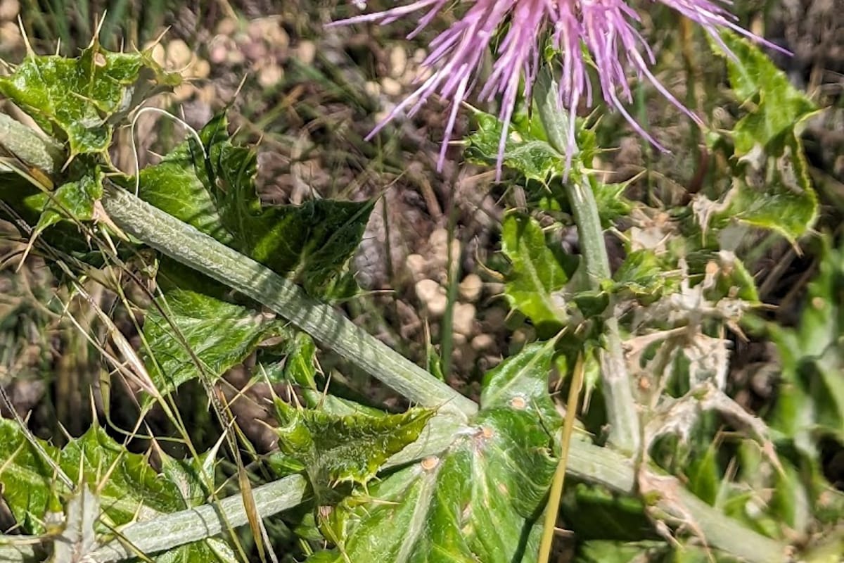 Ridgeline Open Space featured offerings