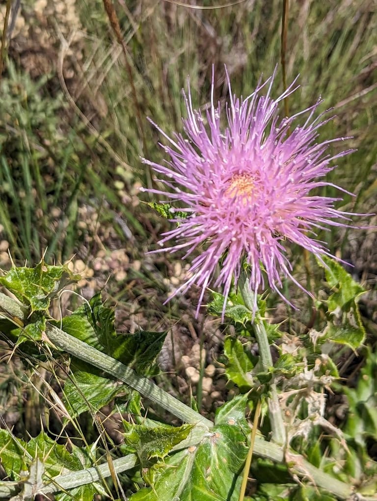 Ridgeline Open Space featured offerings