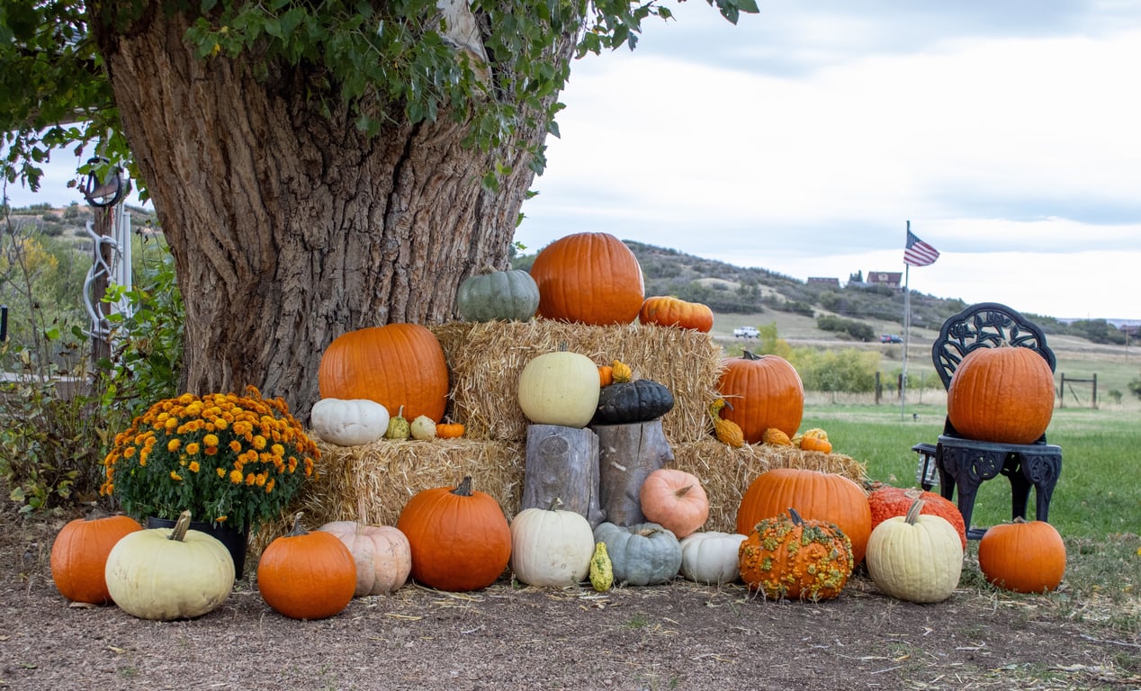 Barnside Pumpkins