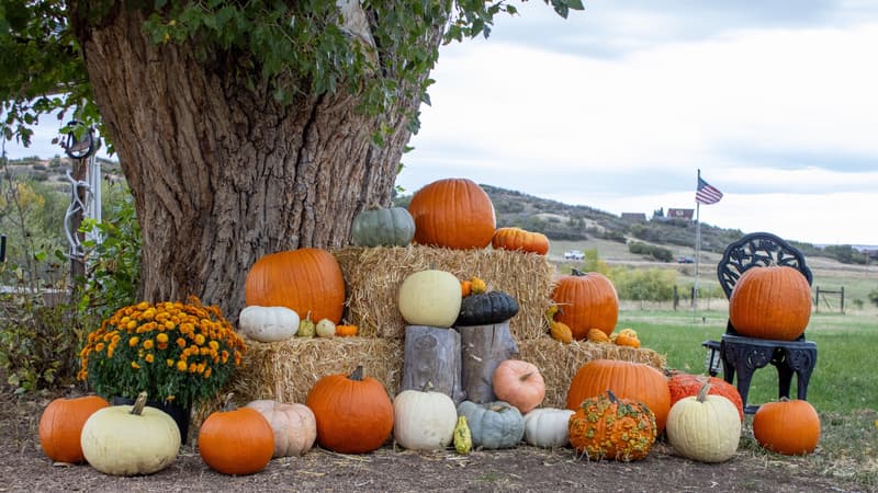 Barnside Pumpkins — venue hosting Barnside Pumpkins 2026