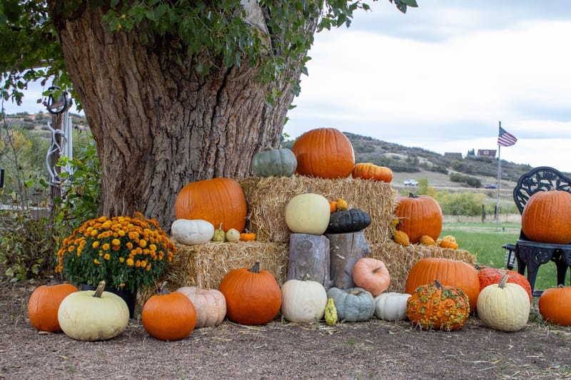 Pumpkins, gourds and hay bales stacked under a big cottonwood at Barnside Pumpkins in Sedalia