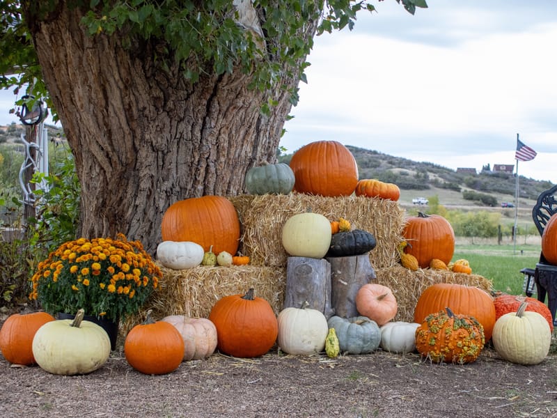 Pumpkins, gourds and hay bales stacked under a big cottonwood at Barnside Pumpkins in Sedalia