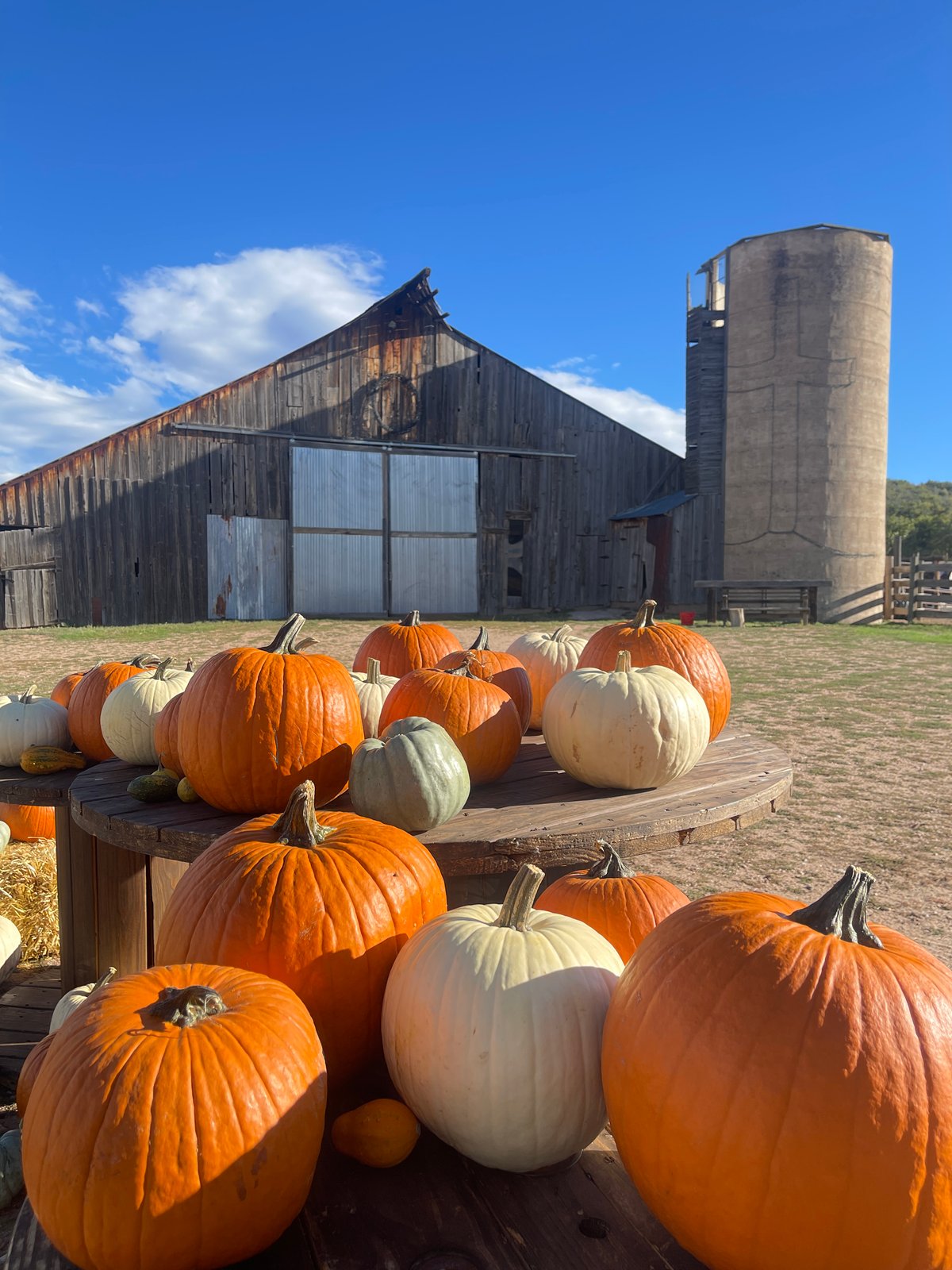 Pumpkins on a cable-spool table in front of the old barn and silo at Barnside Pumpkins