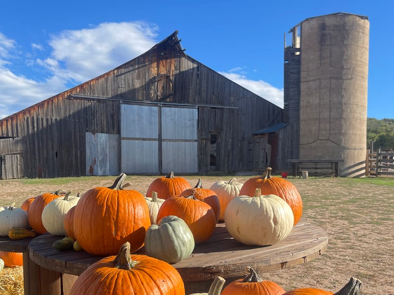 Pumpkins stacked by the barn at Barnside Pumpkins in Sedalia at sunset