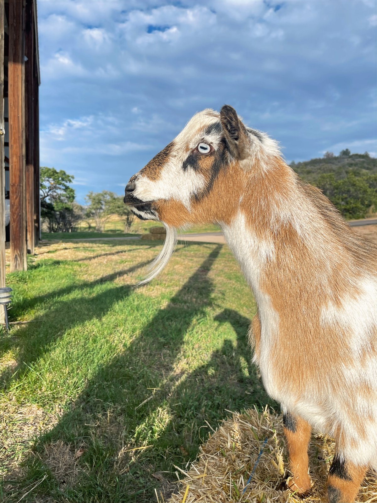 A goat in the pasture at Barnside Pumpkins in Sedalia