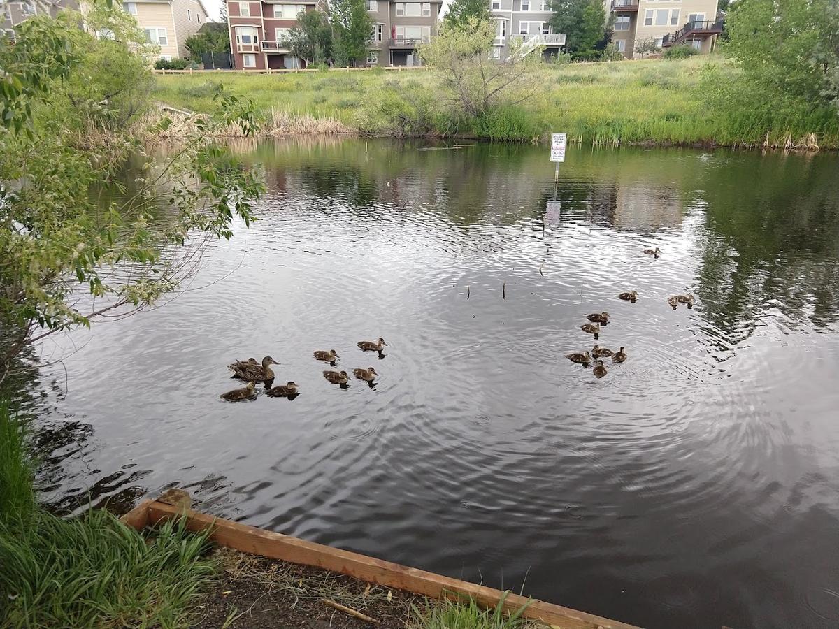 The Duck Pond park in Highlands Ranch, Colorado