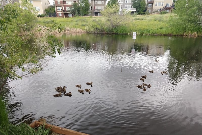 The Duck Pond park in Highlands Ranch, Colorado