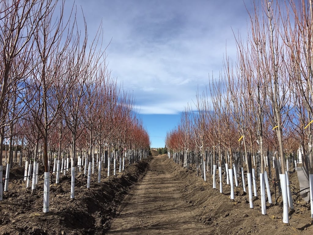 Tree Source - Parker