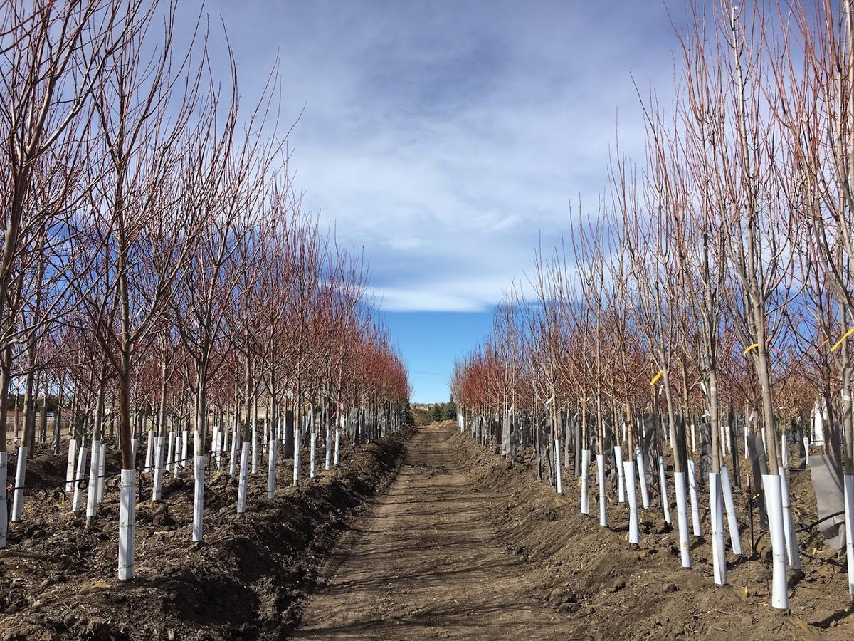 Tree Source - Parker retail store in Parker, Colorado
