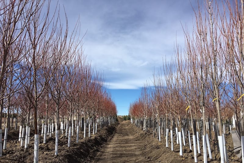 Tree Source - Parker retail store in Parker, Colorado