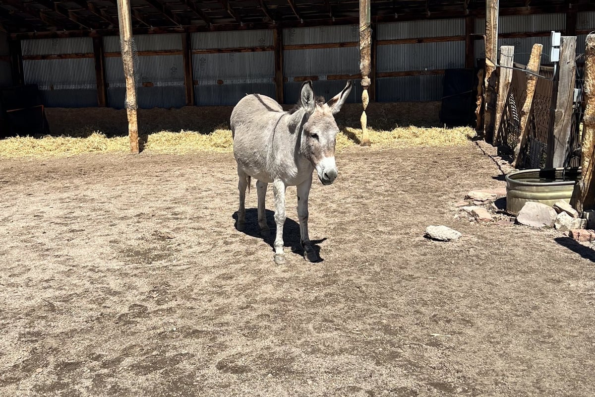 A donkey standing in front of the open barn at CALF's Lowell Ranch in Castle Rock