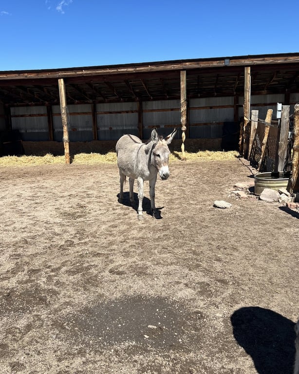 A donkey standing in the shade of an open barn at CALF's Lowell Ranch