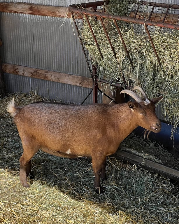 A brown goat eating hay from a feeder at CALF's Lowell Ranch