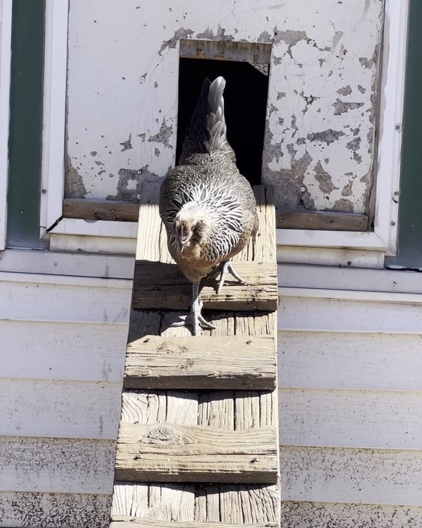 A hen stepping out of the window of the old house coop onto the wooden ramp at CALF's Lowell Ranch