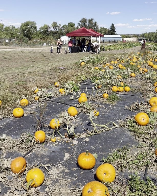 Rows of pumpkins in CALF's pumpkin patch with the red Harvest Day tent in the distance