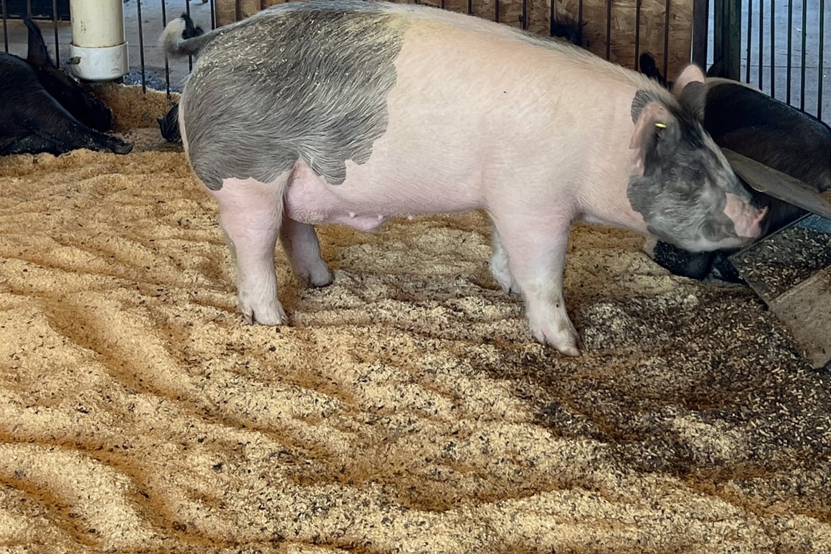 A spotted pig in a straw-bedded pen in the barn at CALF's Lowell Ranch