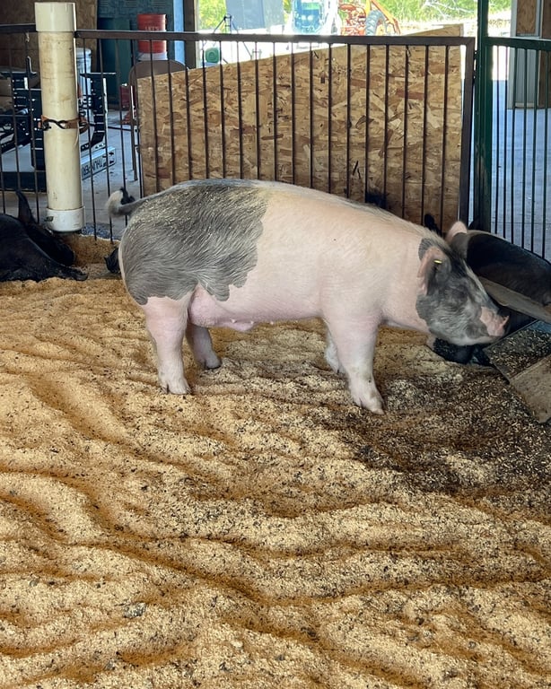 A spotted pig eating in a straw-bedded pen in the barn at CALF's Lowell Ranch