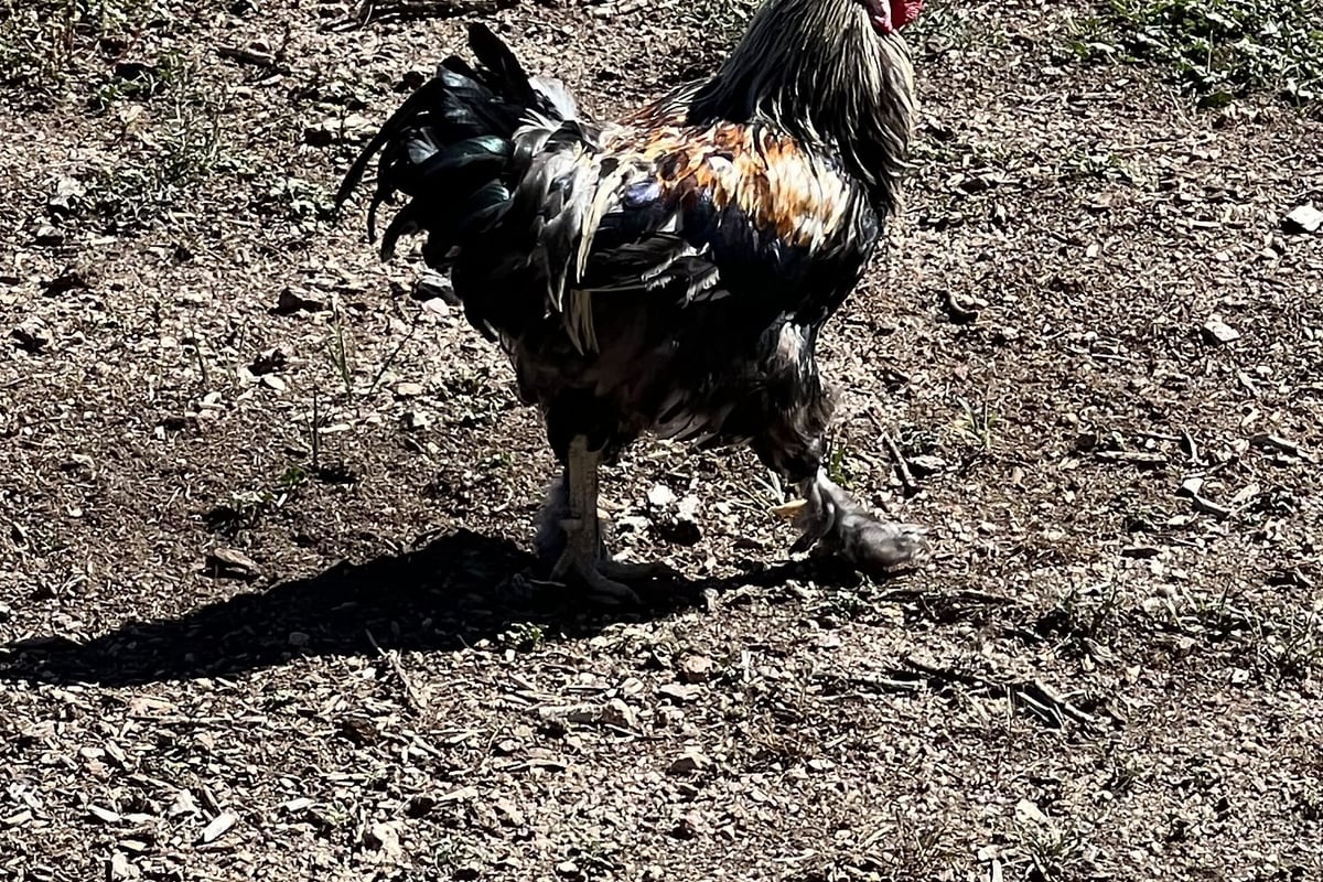 A rooster walking across the dirt at CALF's Lowell Ranch