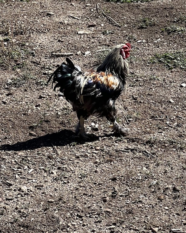 A rooster with dark feathers walking across the dirt at CALF's Lowell Ranch