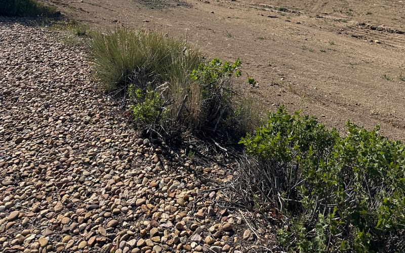 The cleared construction site for the future Chicken Salad Chick in Castle Rock's Meadows neighborhood, June 2026