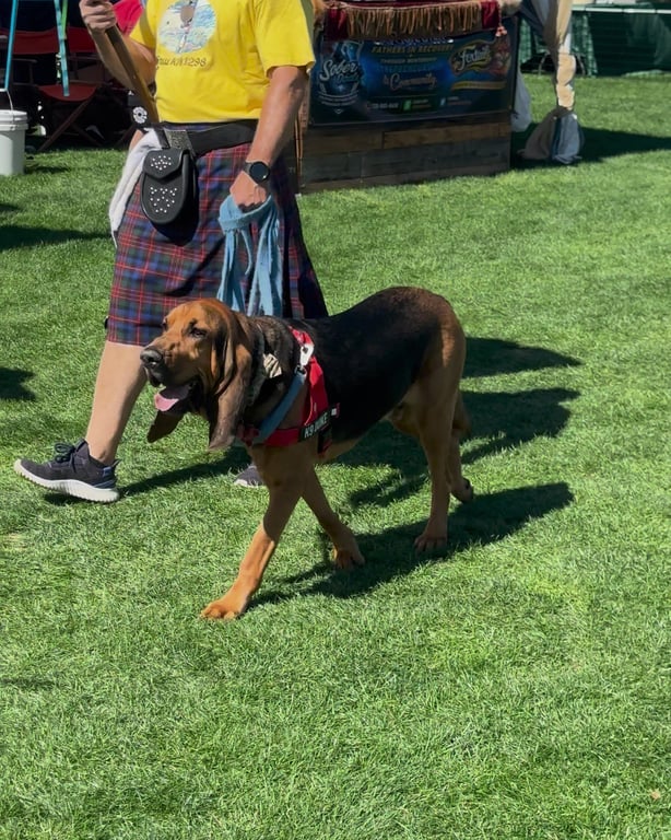 A man in a kilt walking a bloodhound in the Parade of British Dogs at the Colorado Highland Games
