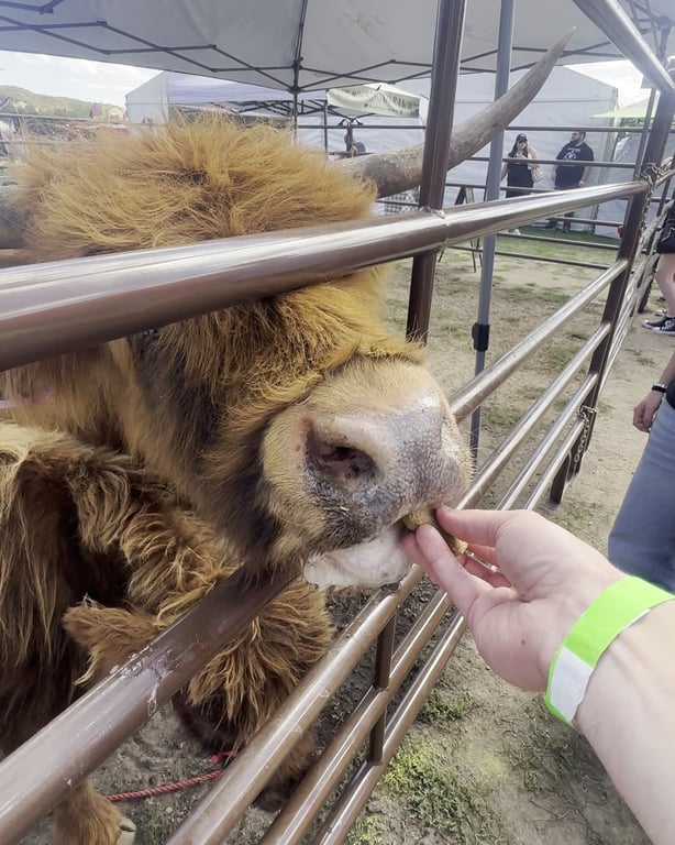 A hand feeding a Highland cow through the fence at the Colorado Highland Games