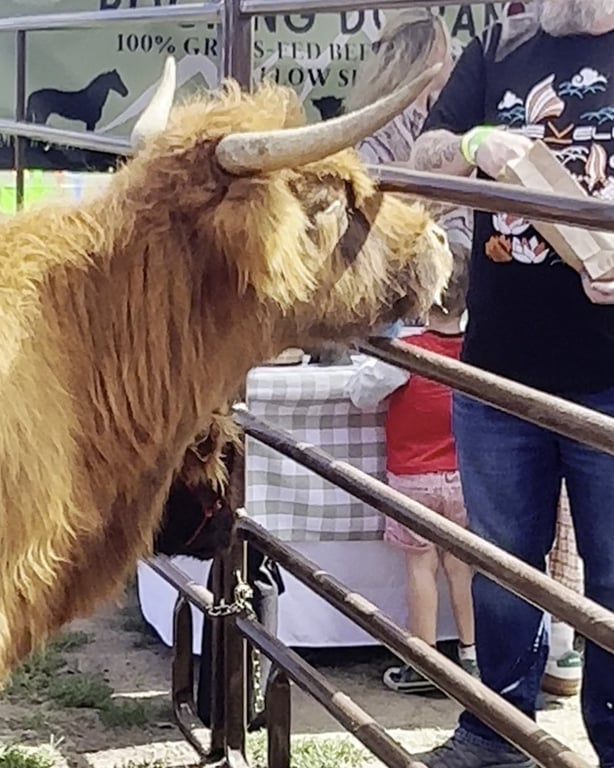 A Highland cow with long horns at the fence at the Colorado Highland Games