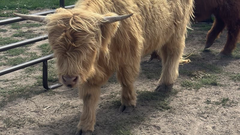 Colorado Highland Games 2027 at Denver Polo Club