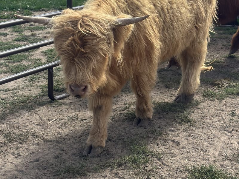 Highland cattle in their pen at the Colorado Highland Games at the Denver Polo Club in Sedalia